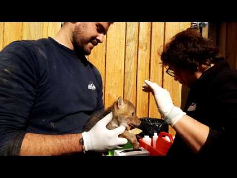 Les premiers coyotes nés en France au Parc animalier de Sainte-Croix, à Rhodes (Moselle)