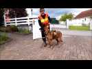 Des chiens sapeurs à Metzervisse