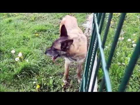 Sarreguemines : 40 chiens et chats attendent une famille à la SPA