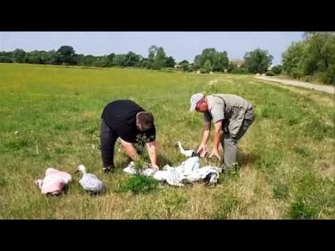 Lâcher de cigogneaux à Lelling, près de Saint-Avold