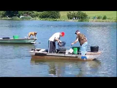 Metzing : l’étang communal envahi par les poissons chats