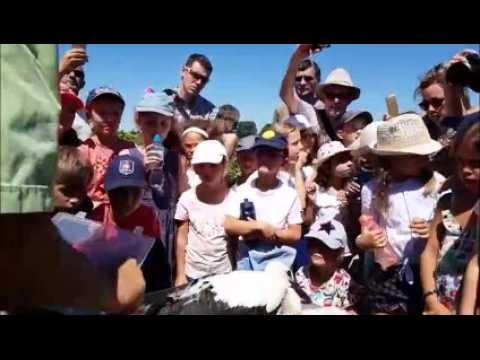 Bague à la patte pour les deux cigogneaux de Coin-les-Cuvry