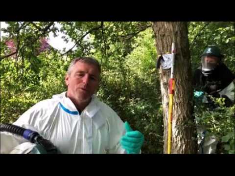 Woustviller : les exterminateurs brûlent les nids de chenilles processionnaires