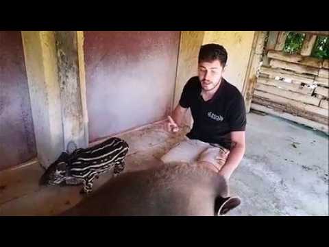 Zoo d'Amnéville : naissance d'un hippopotame et d'un tapir