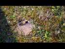 Forbach : des abeilles solitaires dans la cour de l'&eacute;cole Louis Houpert - Label : Le Républicain Lorrain - Category : News