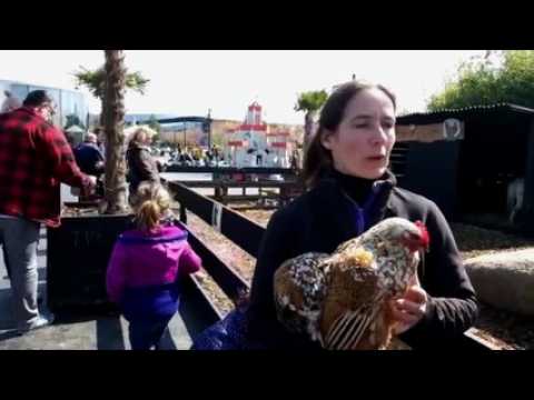 Des poules et des moutons au centre commercial Waves