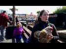Des poules et des moutons au centre commercial Waves