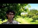Laurent Tona, arboriculteur : « Le gel a fait du mal »