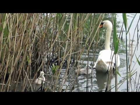 Magny : la première sortie à l'eau des cygneaux