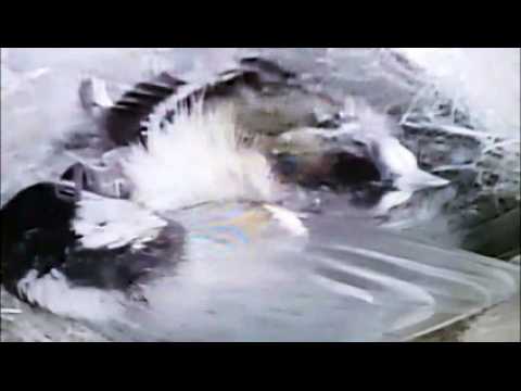 Saint-Avold : deux oisillons siamois sont nés