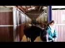 Eve Kuntz, propri&eacute;taire de l&rsquo;&eacute;cole d&rsquo;&eacute;quitation EK Compet, &agrave; Freyming-Merlebach - Label : Le Républicain Lorrain - Category : News