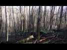 Débardage de l’ONF dans la forêt domaniale de Moyeuvre-Grande