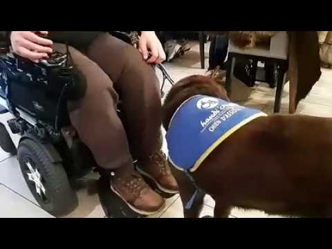 Sarreguemines : les Handi'chiens de sortie