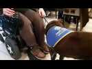 Sarreguemines : les Handi'chiens de sortie