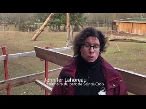 Au parc de Sainte-Croix à Rhodes : le territoire des coyotes