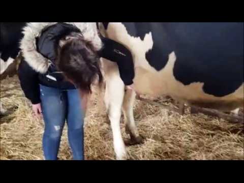 Salon de l'agriculture : comment avoir une bonne note au concours de pointage ?