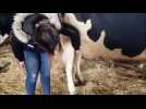 Salon de l'agriculture : comment avoir une bonne note au concours de pointage ?