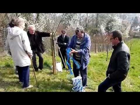 Les secrets pour bien tailler son arbre fruitier