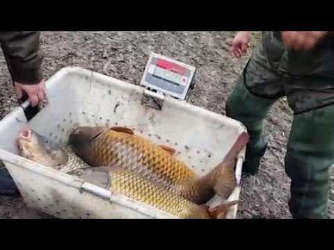 Puttelange-aux-Lacs : avant la vidange, l’étang de Diefenbach vidé de ses poissons