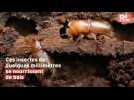 Scolytes : qui sont ces insectes qui ravagent les for&ecirc;ts ? - Label : Le Républicain Lorrain - Category : News