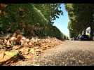 Pourquoi les arbres perdent leurs feuilles durant les fortes chaleurs ? - Label : Le Républicain Lorrain - Category : News