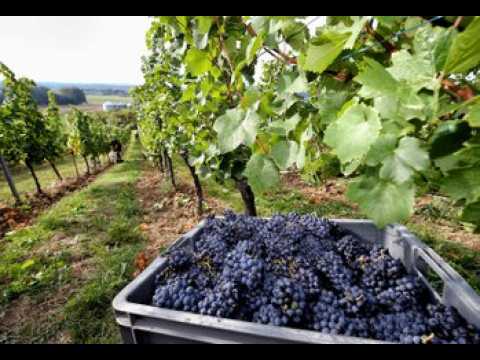 Féy : les vendanges ont de l'avance !