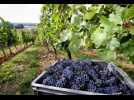 Féy : les vendanges ont de l'avance !