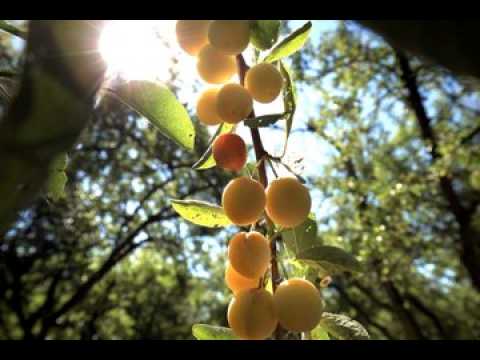 Mirabelles : une belle récolte sur le domaine de la Grange en Haye