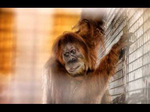 Le voyage de Noah, la nouvelle orang-outan du zoo d'Amnéville