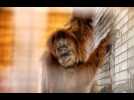 Le voyage de Noah, la nouvelle orang-outan du zoo d'Amnéville