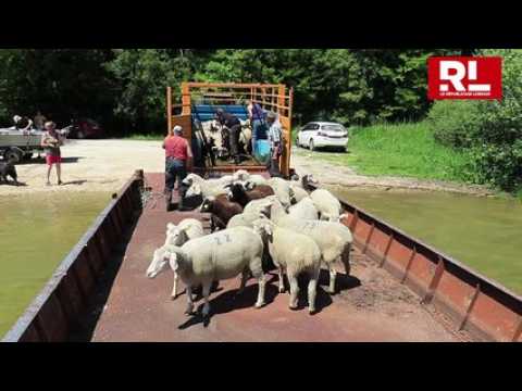 Embarquez avec quatre-vingts moutons direction une île au centre du lac de la Madine