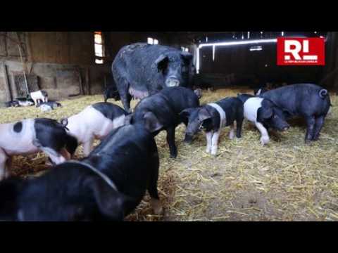 À la rencontre des porcs noirs Gascons à Beuveille