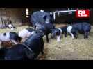 À la rencontre des porcs noirs Gascons à Beuveille