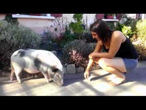 video josé le cochon.mp4