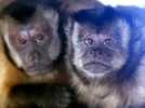 Zoo d'Amnéville : le singe capucin d'Hayange va mieux