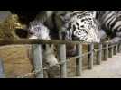Carnet vraiment blanc au zoo d’Amnéville