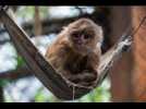 Hayange : un capucin sur les toits de la ville - Label : Le Républicain Lorrain - Category : Animaux