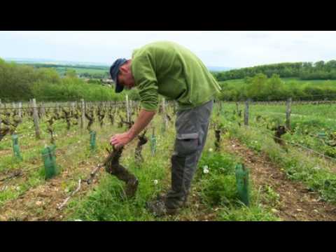 Grêle : le domaine Jaspard à Marieulles sinistré