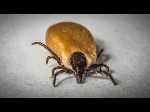 Tout savoir sur la maladie de Lyme en moins d'une minute