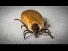 Tout savoir sur la maladie de Lyme en moins d'une minute