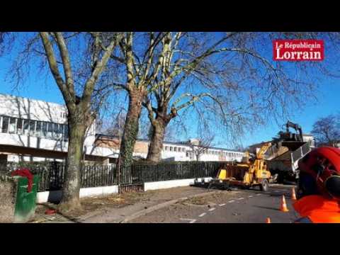 Les élagueurs en haut des arbres à Metz Bellecroix