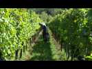 Vendanges : d&eacute;marrez la saison au ch&acirc;teau de Vaux - Label : Le Républicain Lorrain - Category : News