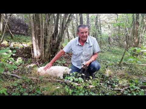 Avec Jacques et Hiris à la traque aux truffes dans les environs de Metz