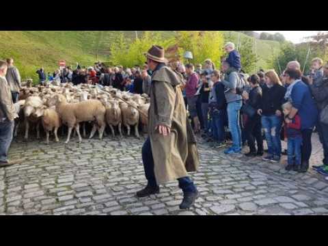 Les moutons prennent la poudre d’escampette à Bitche !
