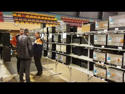 1100 oiseaux à Hayange : entrez dans les coulisses de l'exposition