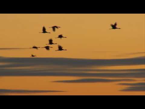 Au lac du Der, le spectacle migratoire des grues cendrées a commencé