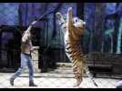 TigerWorld sort ses griffes : une attraction unique au monde à Amnéville