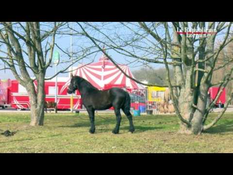 A Woippy, les animaux du cirque font déjà leurs numéros