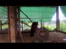 Nyan Htoo joue avant de se faire op&eacute;rer - Label : EBRA Presse (BIG) - Category : Animaux