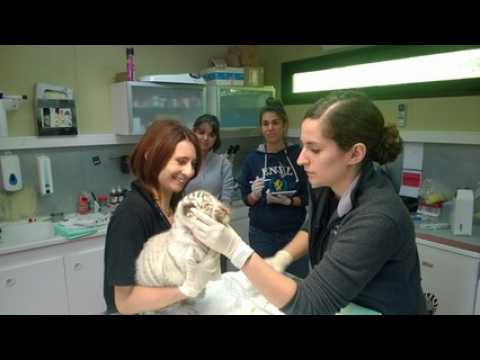 Zoo d'Amnéville : première visite chez le vétérinaire pour les bébés tigres blancs